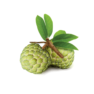 Sweetsop